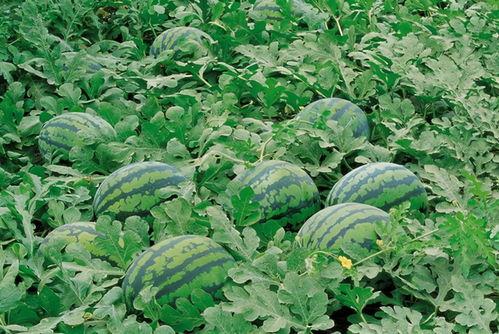 凉山吃瓜爆料视频大全,视频大全揭秘当地风土人情  第2张