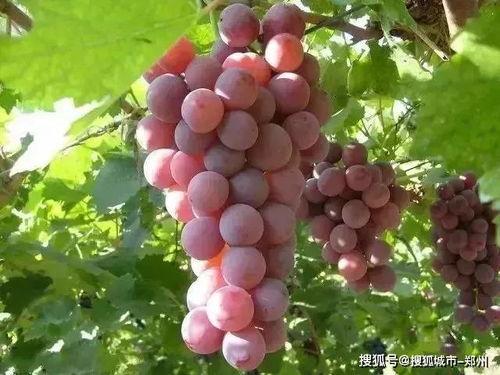 娱乐吃瓜酱葡萄娱乐,揭秘娱乐圈幕后故事与趣味瞬间  第2张