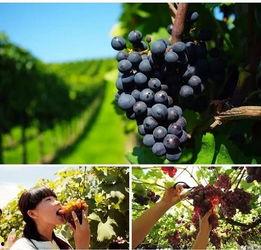 娱乐吃瓜酱葡萄娱乐,揭秘娱乐圈幕后故事与趣味瞬间  第3张