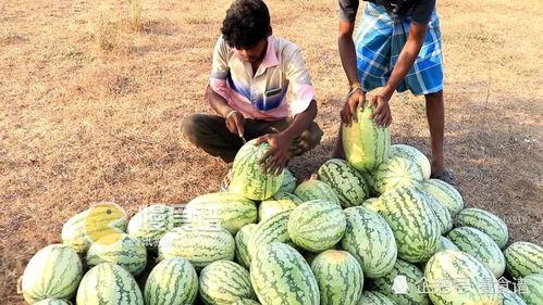 江西网红吃瓜视频播放,揭秘网络红人的幕后故事  第3张